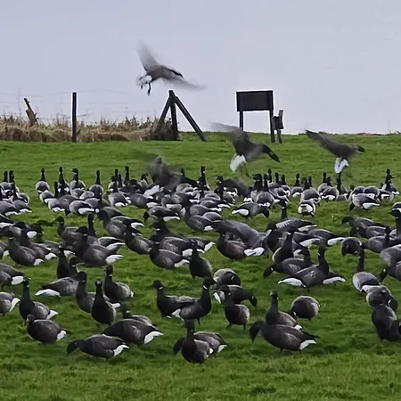Campsite Prachtig De Zee Ster *